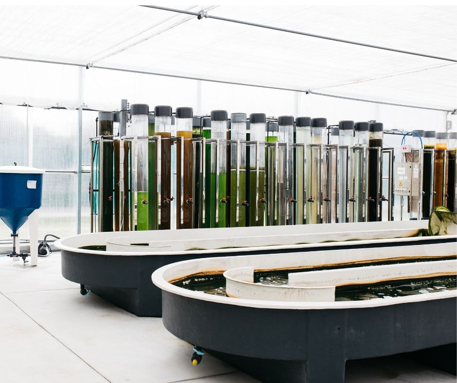 columnas de cultivo de microalgas de la planta de Neoalgae